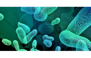 Лизаты пропионовокислых бактерий